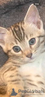 Photo №2 de l'annonce № 132058 de la vente bengal - acheter à Arabie Saoudite éleveur