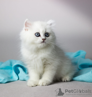 Photo №1. british shorthair - à vendre en ville de Пютте | Gratuit | Annonce № 128942