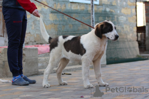 Photo №1. berger d'asie centrale - à vendre en ville de Odessa | 600€ | Annonce №16498