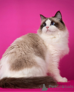 Photo №1. ragdoll - à vendre en ville de Corsaire | négocié | Annonce № 155571