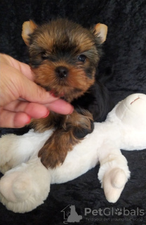 Photo №3. Chiot yorkshire terrier. Turquie