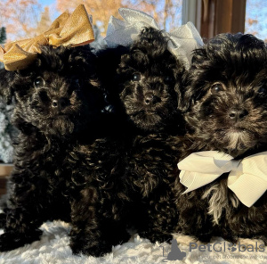 Photo №1. caniche (jouet) - à vendre en ville de Paris | négocié | Annonce №84155