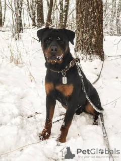 Photo №4. Je vais vendre rottweiler en ville de Москва. annonce privée - prix - Gratuit