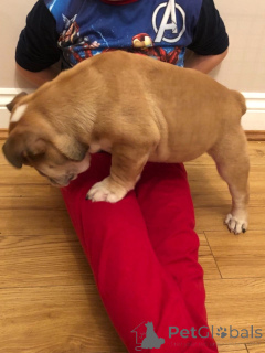 Photo №4. Je vais vendre bulldog anglais en ville de Mataró. annonce privée, éleveur - prix - 550€