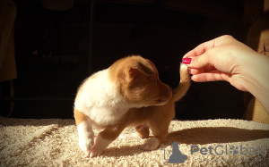 Photos supplémentaires: Chiots à vendre Podengu portugais Small