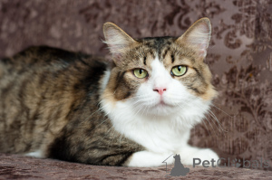 Photo №2 de l'annonce № 149216 de la vente  - acheter à Biélorussie annonce privée