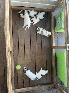 Photo №1. petit chien russe - à vendre en ville de Weißwasser | 580€ | Annonce №175179