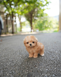 Photo №2 de l'annonce № 158250 de la vente maltipu - acheter à La finlande éleveur