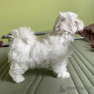 Photo №3. Mignons chiots Maltipoo tasse de thé disponibles Femelle enregistrée auprès de. France