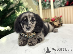 Photo №3. Rencontrez Oscar, petit par la taille, puissant de cœur ! Ludiques, loyaux et. Suisse