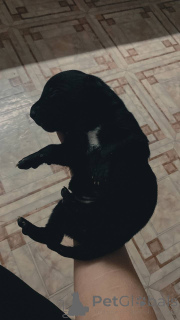 Photo №3. Pitbull U.S.A.. Kirghizistan