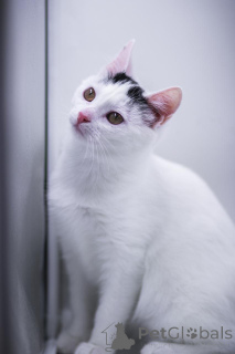 Photo №3. Bébé Curla est entre de bonnes mains !. Fédération de Russie