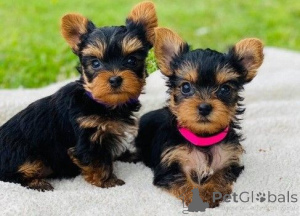 Photo №1. yorkshire terrier - à vendre en ville de Bucarest | négocié | Annonce №175602