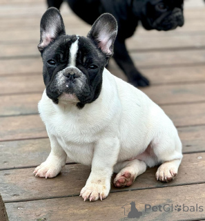 Photo №1. bouledogue - à vendre en ville de Madrid | Gratuit | Annonce №174694