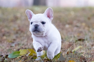 Photos supplémentaires: Chiots Bouledogue Français, disponibles à la vente