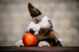 Photo №2 de l'annonce № 2045 de la vente welsh corgi - acheter à Fédération de Russie annonce privée