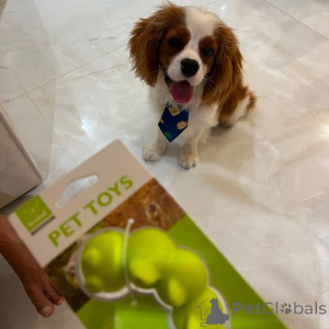 Photo №2 de l'annonce № 155458 de la vente cavalier king charles spaniel - acheter à Grèce annonce privée