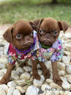 Photo №3. Bruxelles Griffon (couche lisse en sable au chocolat). Serbie