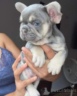 Photo №3. Franse Bulldog Puppy's Beschikbaar Voor Verkoop. Belgique