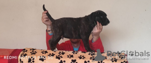 Photo №4. Je vais vendre cane corso en ville de Belgrade.  - prix - 220€