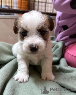 Photo №2 de l'annonce № 119731 de la vente jack russell terrier - acheter à Serbie 