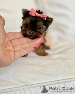 Photo №4. Je vais vendre yorkshire terrier en ville de Pittsburgh. éleveur - prix - 425€