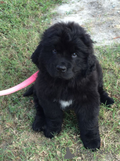 Photo №3. Chien de Terre-Neuve. Allemagne