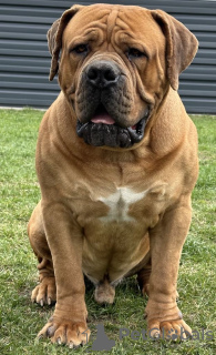 Photos supplémentaires: Chiots Boerboel Mastiff sud-africains