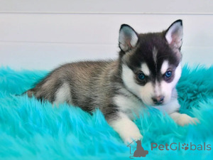 Photo №1. alaskan klee kai - à vendre en ville de Arkansas City | 581€ | Annonce №166062