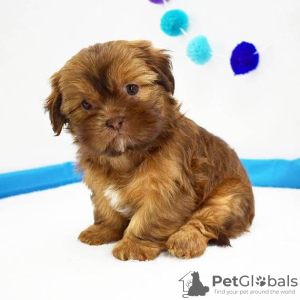 Photo №2 de l'annonce № 42828 de la vente shih tzu - acheter à USA éleveur