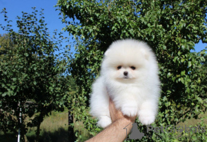 Photo №3. Chiots Spitz de Poméranie,. Allemagne