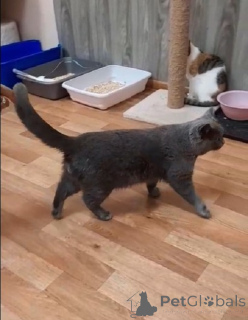 Photo №4. Je vais vendre british shorthair en ville de Balashikha. annonce privée - prix - Gratuit
