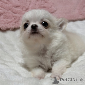 Photo №4. Je vais vendre chihuahua en ville de Lubná. éleveur - prix - 300€