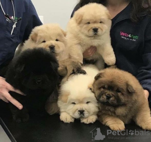 Photo №3. Chiots Chow-Chow. Australie