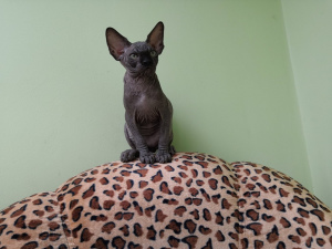 Photo №3. Je vais vendre un chaton du sphinx canadien de la garderie. Fédération de Russie