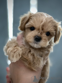 Photo №2 de l'annonce № 146977 de la vente maltipu - acheter à Ukraine éleveur