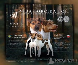 Photo №1. terrier brésilien - à vendre en ville de Кельце | 1150€ | Annonce №84658