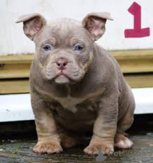 Photo №2 de l'annonce № 136806 de la vente american bully - acheter à Allemagne 