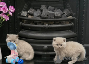 Photo №1. british shorthair - à vendre en ville de Bruxelles | 339€ | Annonce № 169531