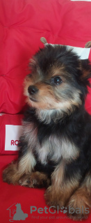 Photo №1. yorkshire terrier - à vendre en ville de Minsk | 286€ | Annonce №116115