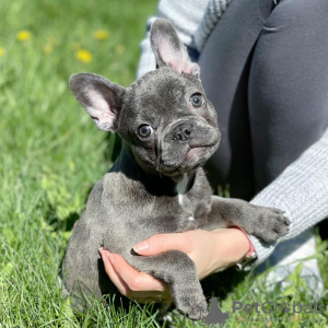 Photo №2 de l'annonce № 38210 de la vente bouledogue - acheter à USA annonce privée, de la fourrière