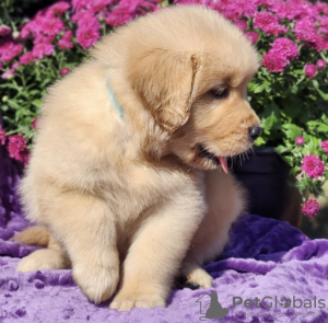 Photo №3. Golden retriever. Allemagne