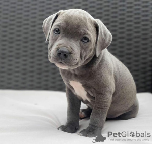 Photo №1. american pit bull terrier - à vendre en ville de Гамбург | négocié | Annonce №116615