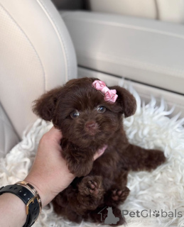 Photo №4. Je vais vendre bolonka en ville de Boise. éleveur - prix - négocié