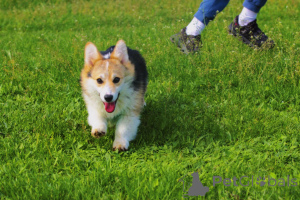 Photo №3. Welsh Corgi pembroke à vendre femelle. Serbie
