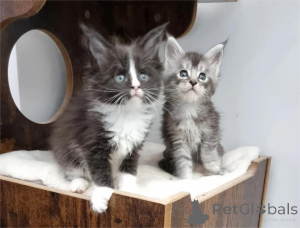 Photo №1. maine coon - à vendre en ville de Fredericksborg | 350€ | Annonce № 154209