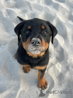 Photo №1. rottweiler - à vendre en ville de Helmond | négocié | Annonce №163770