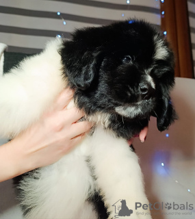 Photo №3. Terre-Neuve. Pologne