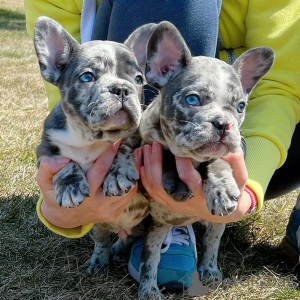 Photo №1. bouledogue - à vendre en ville de Paris | négocié | Annonce №166209