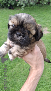 Photo №4. Je vais vendre leonberg, chien léopard catahoula, lhassa apso, spitz nain, caniche (nain), shih tzu en ville de Pärnu. annonce privée, de la fourrière, éleveur - prix - 700€